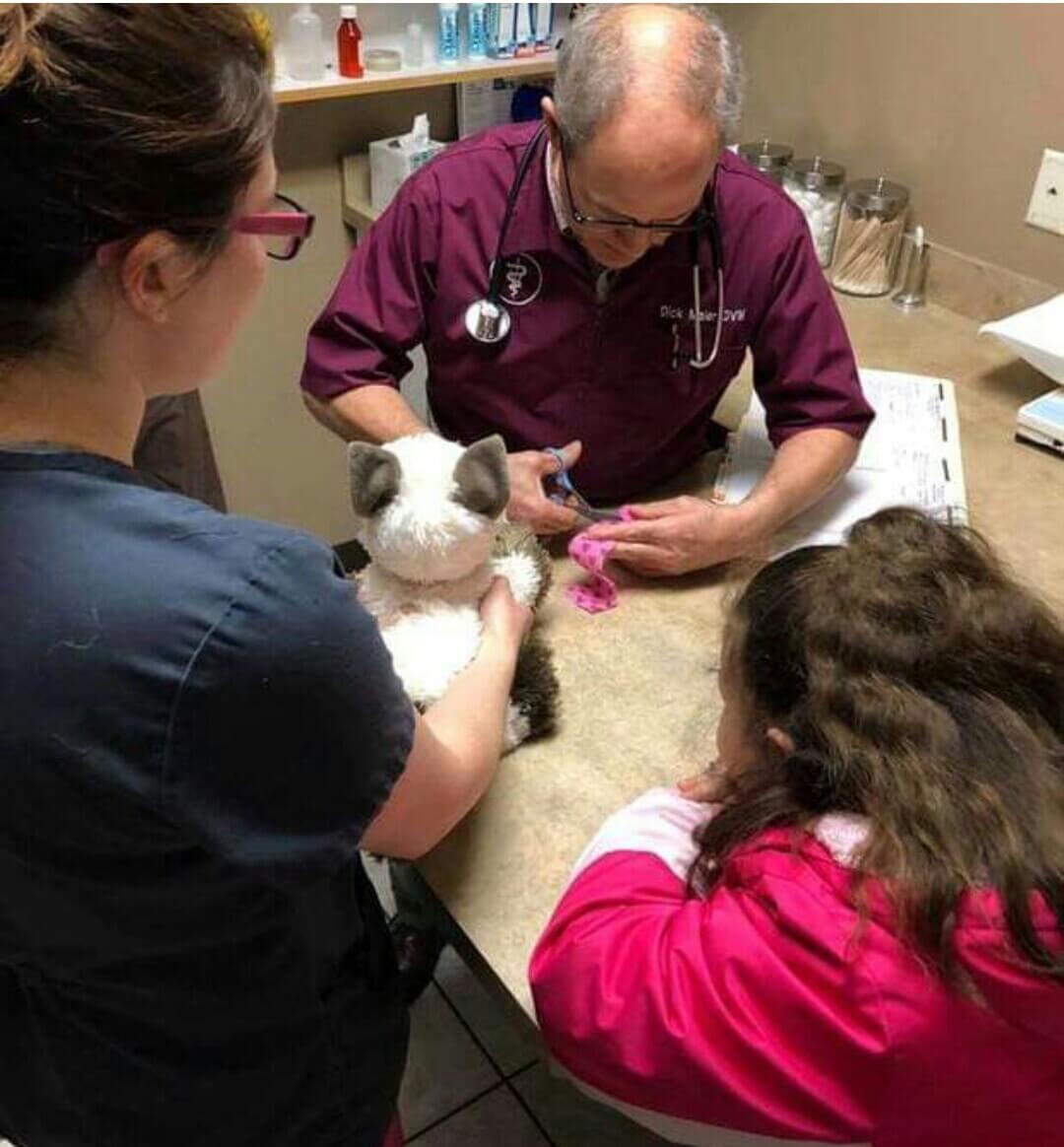 Veterinário atende gato de pelúcia doente de menina autista - Papo de Pai